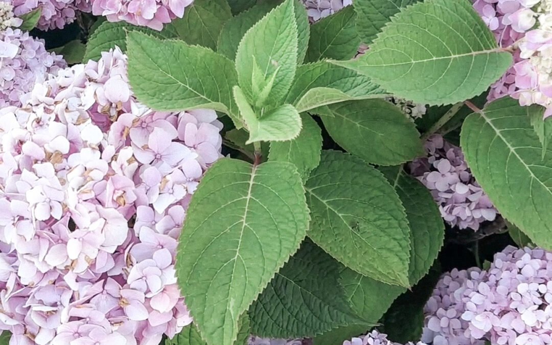 Beautify Your Yard With Long-Blooming Flowers